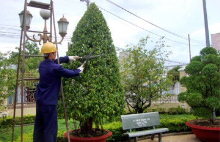 Dịch vụ chăm sóc cây xanh - Công Ty TNHH Dịch Vụ Thành Công SG